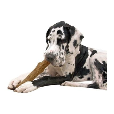 Petstages Dogwood durable stick