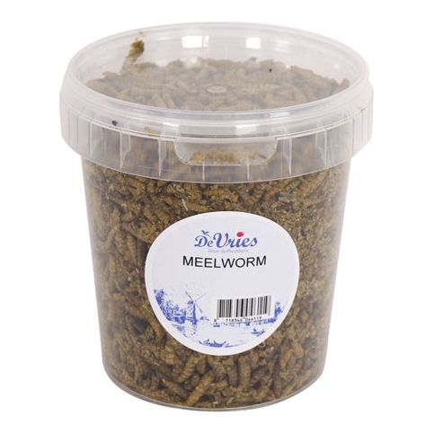 De Vries Meelworm black soldier fly