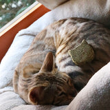 Croci Euphoria stick catnip kattenkop - afbeelding 4