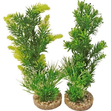 Aquarium plant 349701